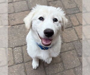 Golden Pyrenees Dogs for adoption in Brooklyn Center, MN, USA