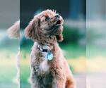 Small Photo #1 Cavapoo Puppy For Sale in AUGUSTA, WV, USA