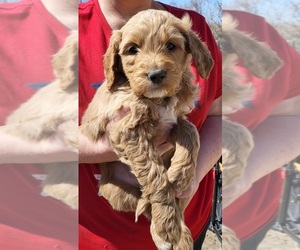 Goldendoodle (Miniature) Puppy for sale in TRIPP, SD, USA
