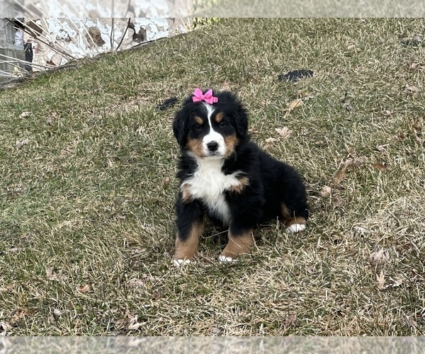 Medium Photo #1 Bernese Mountain Dog Puppy For Sale in ATHENS, WI, USA