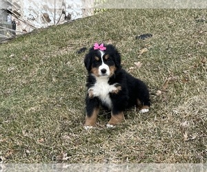 Medium Bernese Mountain Dog
