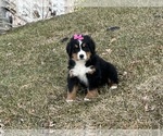 Puppy Izzy Bernese Mountain Dog