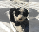 Small Photo #3 Aussiedoodle Puppy For Sale in FALKVILLE, AL, USA