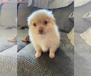 Pomeranian Puppy for sale in MONTROSE, MN, USA
