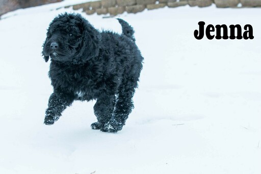 Medium Photo #5 Labradoodle-Poodle (Standard) Mix Puppy For Sale in SAINT CLOUD, MN, USA