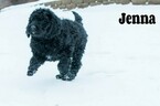 Small Photo #5 Labradoodle-Poodle (Standard) Mix Puppy For Sale in SAINT CLOUD, MN, USA