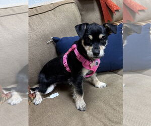 Mutt Dogs for adoption in Mundelein, IL, USA