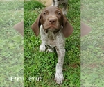 Small Photo #8 German Shorthaired Pointer Puppy For Sale in HARMONY, PA, USA