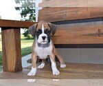 Small Photo #2 Boxer Puppy For Sale in CHILHOWEE, MO, USA