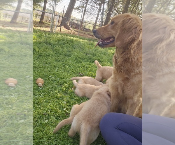 Medium Photo #10 Golden Retriever Puppy For Sale in SALISBURY, NC, USA