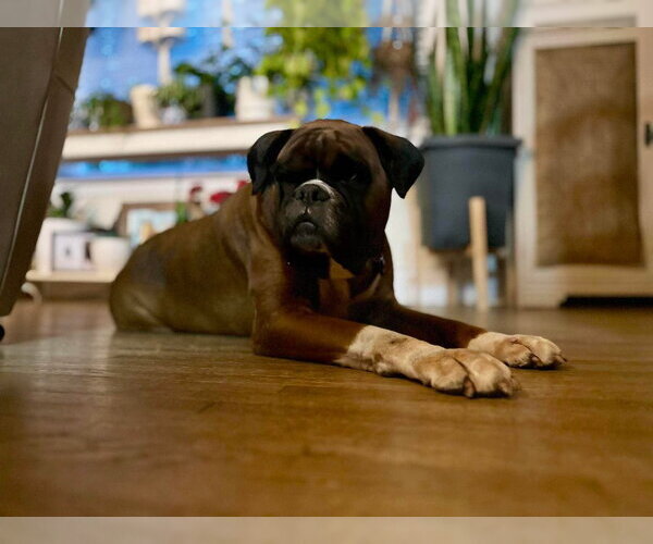 Medium Photo #4 Boxer Puppy For Sale in Brights Grove, Ontario, Canada