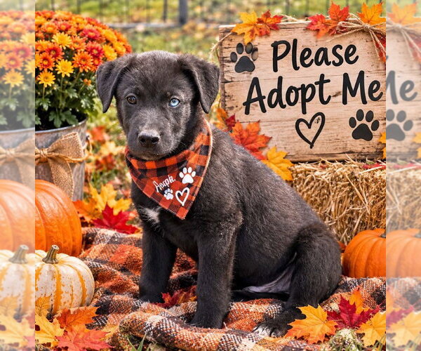 Medium Photo #3 Siberian Husky Puppy For Sale in Yardley, PA, USA