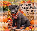 Small Photo #3 Siberian Husky Puppy For Sale in Yardley, PA, USA