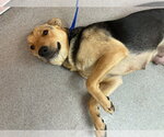 Small German Shepherd Dog