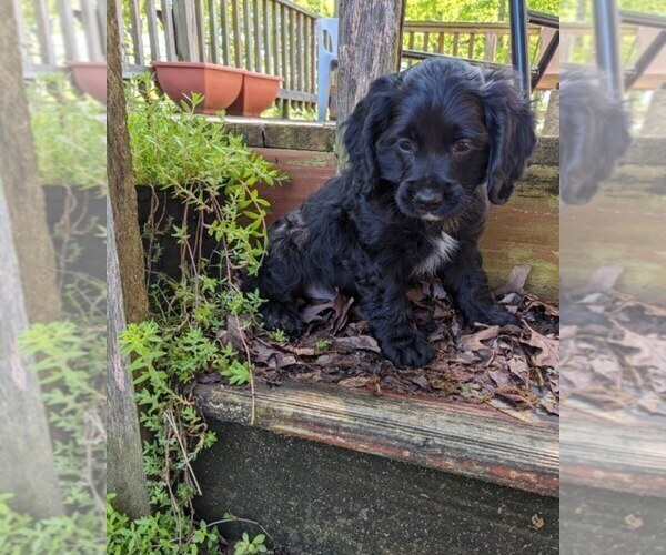 Medium Photo #7 Cock-A-Poo Puppy For Sale in SALEM, MO, USA