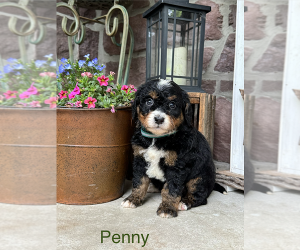 Medium Photo #4 Bernedoodle (Miniature) Puppy For Sale in DENVER, PA, USA