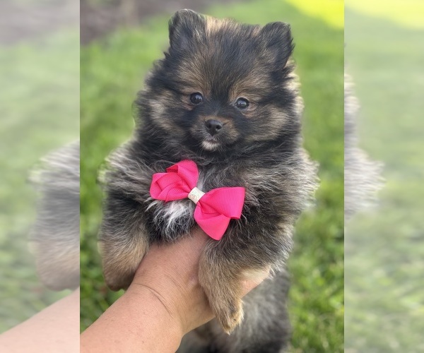 Medium Photo #2 Pomeranian Puppy For Sale in ROCK STREAM, NY, USA