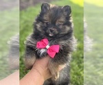 Small #1 Pomeranian