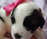Small Photo #6 Saint Bernard Puppy For Sale in EDINBURG, PA, USA