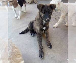 Peaches - - Female Border Collie-Unknown Mix Dog for Adoption - Photo #9