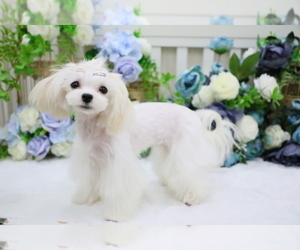 Maltese Puppy for sale in HILO, HI, USA