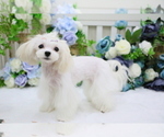 Small Photo #1 Maltese Puppy For Sale in HILO, HI, USA