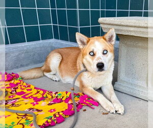 OPHELIA - Female Siberian Husky Dog for Adoption - Photo #2