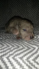 Great Dane Puppy for sale in FYFFE, AL, USA