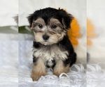 Small #8 Morkie