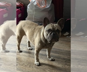 French Bulldog Puppy for sale in PASADENA, CA, USA