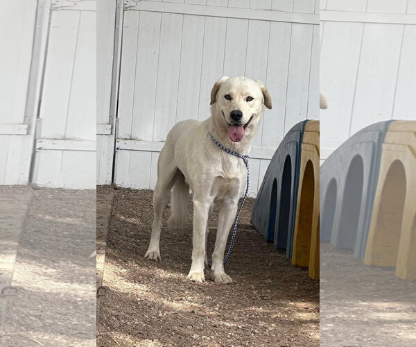 Medium Photo #4 Labrador Retriever-Unknown Mix Puppy For Sale in San Diego, CA, USA