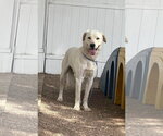 Small #3 Labrador Retriever Mix