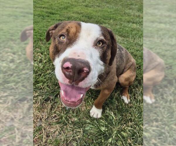 Medium Photo #2 American Pit Bull Terrier Puppy For Sale in Decatur, IL, USA