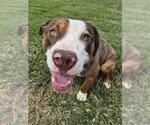 Small #1 American Pit Bull Terrier