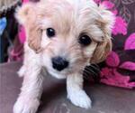 Small #8 Maltipoo-Poodle (Toy) Mix
