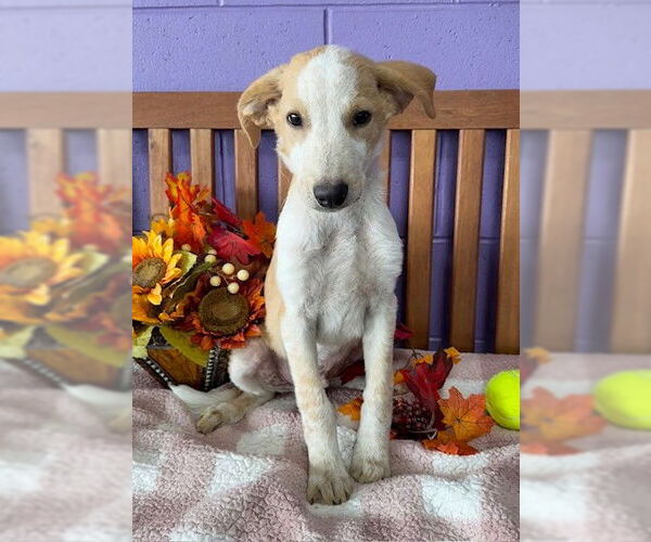 Medium Photo #3 Red Heeler-Unknown Mix Puppy For Sale in Genesee, WI, USA