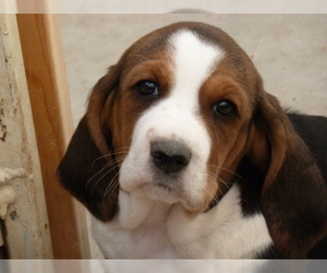 Basset Hound Puppy for sale in PUEBLO, CO, USA