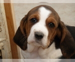 Small Photo #1 Basset Hound Puppy For Sale in PUEBLO, CO, USA