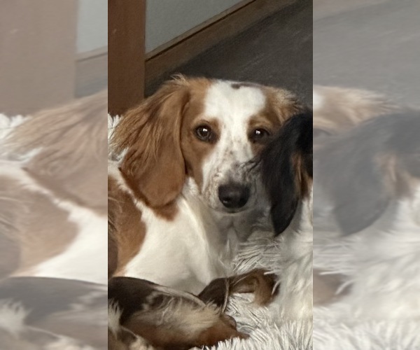 Medium Photo #1 Dachshund Puppy For Sale in UNIONVILLE, IA, USA