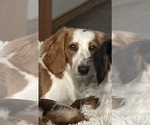 Small Photo #1 Dachshund Puppy For Sale in UNIONVILLE, IA, USA