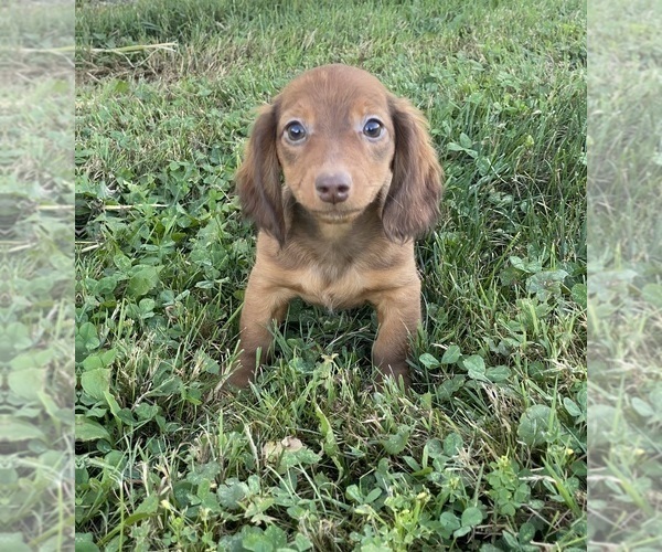 Medium Photo #5 Dachshund Puppy For Sale in CANOGA, NY, USA