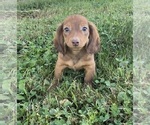 Small #4 Dachshund