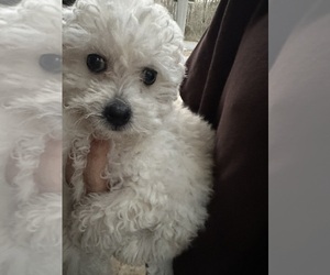 Poodle (Miniature)-Toy Fox Terrier Mix Puppy for sale in TUSCUMBIA, AL, USA