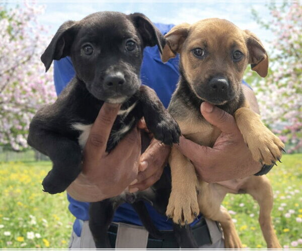 Medium Photo #1 Labrador Retriever Puppy For Sale in Jackson Township, NJ, USA
