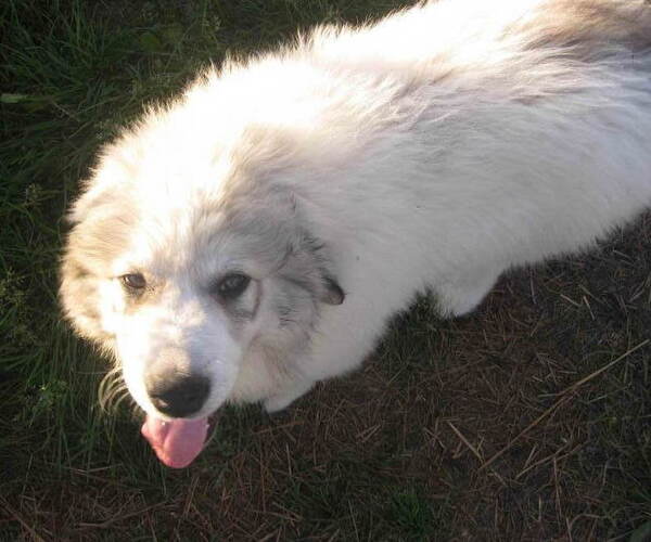 Medium Photo #1 Great Pyrenees Puppy For Sale in ARPIN, WI, USA