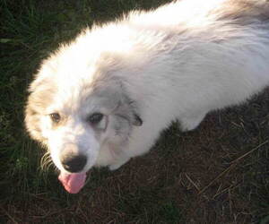 Great Pyrenees Puppy for sale in ARPIN, WI, USA