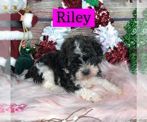 Poovanese Puppy for sale in ROYSE CITY, TX, USA