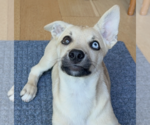Small #2 Siberian Husky Mix