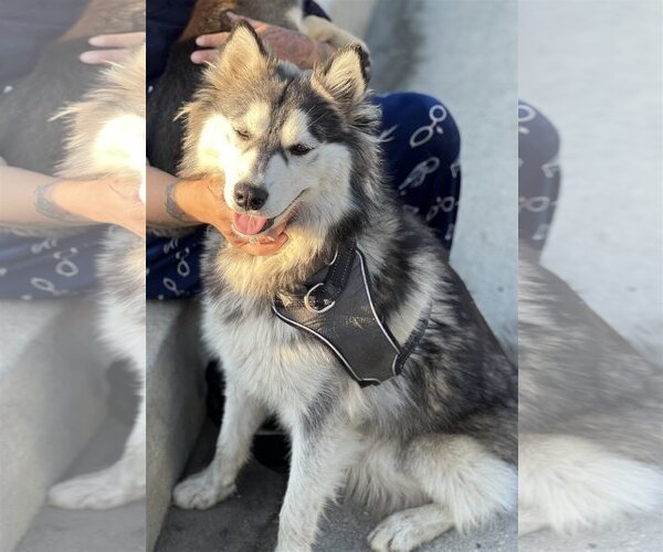 Medium Photo #14 Border Collie-Huskies  Mix Puppy For Sale in Dana Point, CA, USA