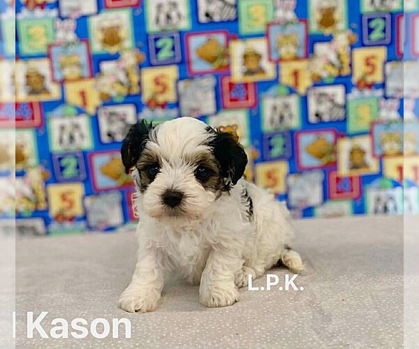 Medium Photo #1 YorkiePoo Puppy For Sale in WINNSBORO, LA, USA
